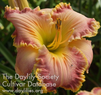 Daylily Fringing Coral Reef